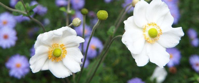 In zehn Schritten zum eigenen Garten(t)raum oder Wie ich mit Ihnen Ihren Garten plane. - Christof Sandt - Freiraum- und Gartenplanung